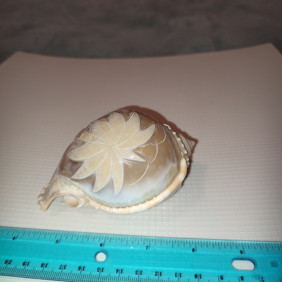 Carved Seashell Decor Vintage Unique Academia Collectible - Picture 6 of 8